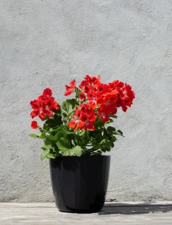 Berta - Flowerpot - Krukor