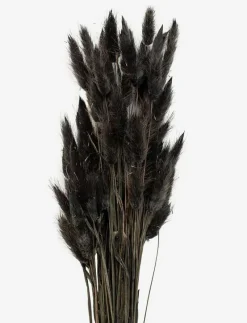 Dried Flowers Lagurus Ash - Torkade blommor