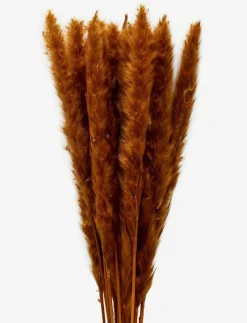 Dried Flowers Pampas Ginger - Torkade blommor