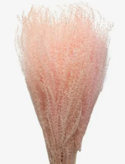 Dried Flowers Feather Pampas - Torkade blommor