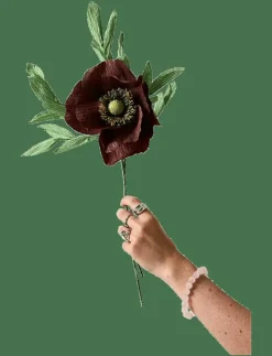 PAPER FLOWER, PAPAVER, BROWN - Torkade blommor