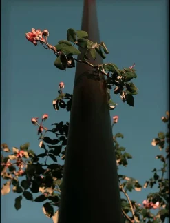 Poster Flowers - Botanisk